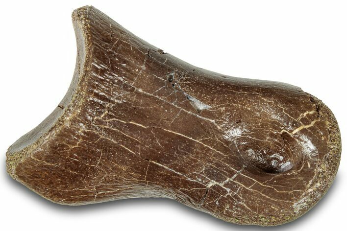 Theropod Dinosaur Phalanx Bone - Judith River Formation #313460